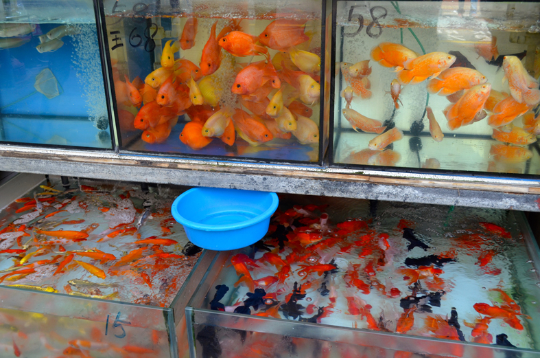 Hong Kong - Atrações de Kowloon - Golden Fish Market